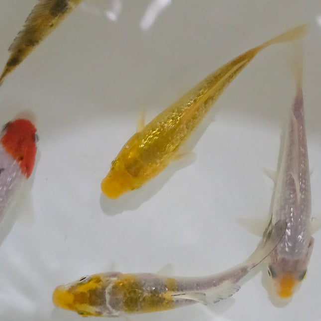 Diamond koi