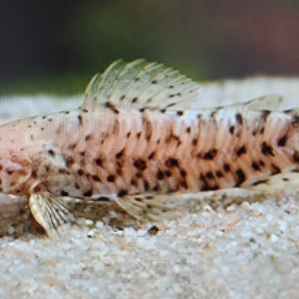 Albino hoplo catfish 5cm
