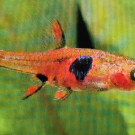 Rasbora strawberry 1.2-1.5cm