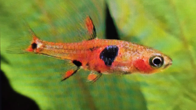 Rasbora strawberry 1.2-1.5cm