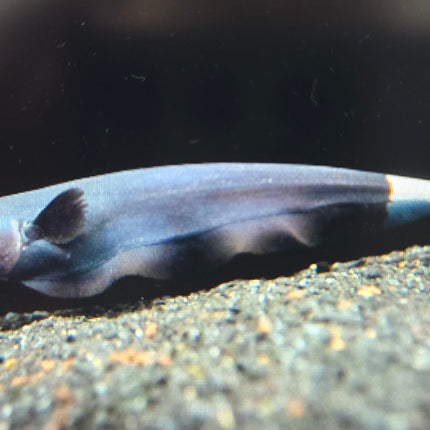 Black ghost knifefish 5-6cm