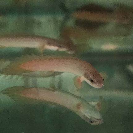 Polypterus Senegalus bichir 5-6cm