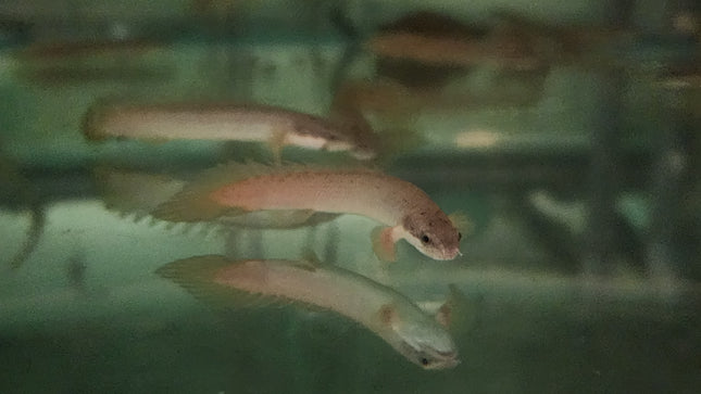 Polypterus Senegalus bichir 5-6cm