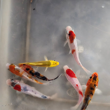 Assorted koi