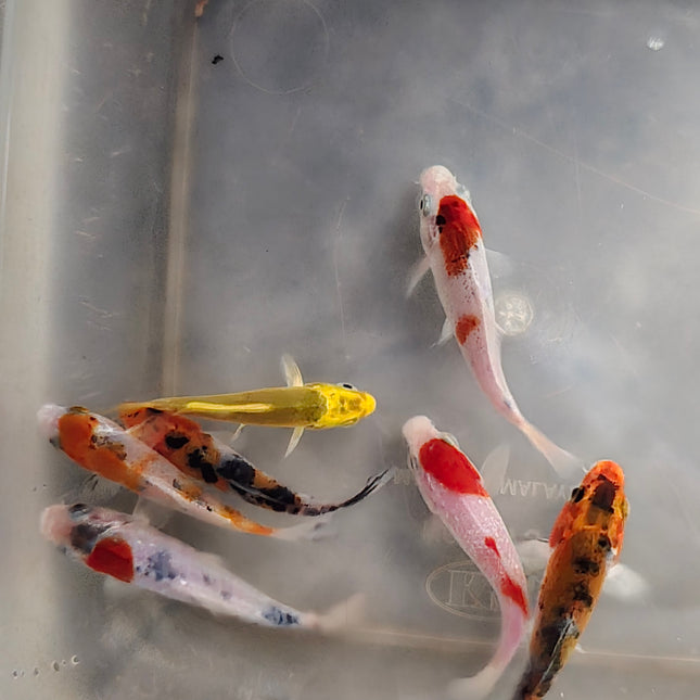 Assorted koi