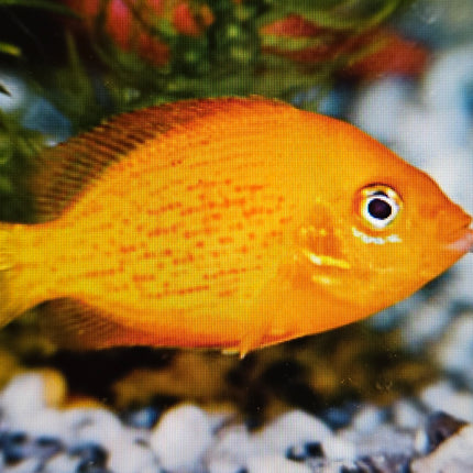 Orange chromide 4-5cm
