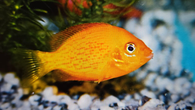 Orange chromide 4-5cm