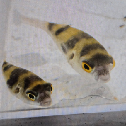 Asell puffer 4-6cm