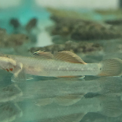 Flame goby 3cm