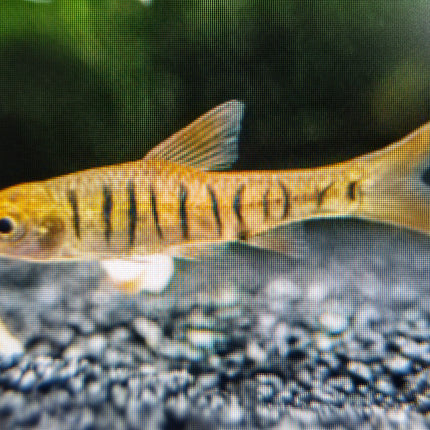 African banded barb 2.5-3cm