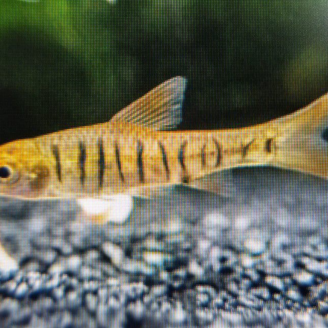 African banded barb 2.5-3cm