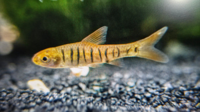 African banded barb 2.5-3cm
