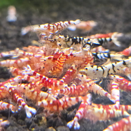 Fancy tiger shrimp 1cm