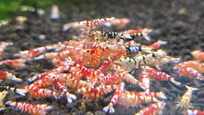 Fancy tiger shrimp 1cm