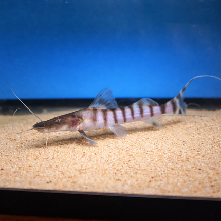 Tigrinus Catfish (10-12cm)