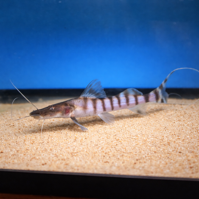 Tigrinus Catfish (10-12cm)