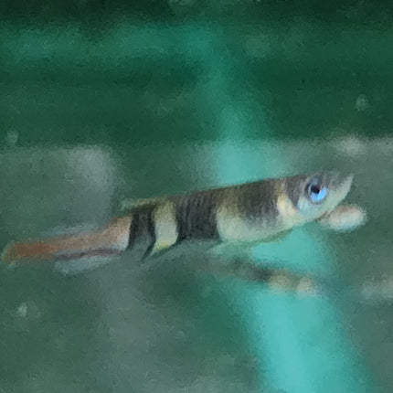 Clown killie fish 1-1.5cm