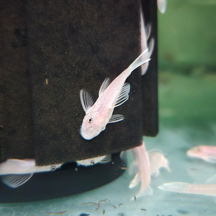 Pleco L144 snow white 4cm