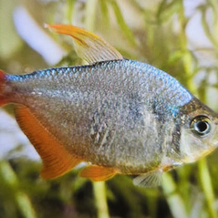 Colombian tetra 3cm