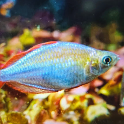Neon dwarf rainbowfish 3cm
