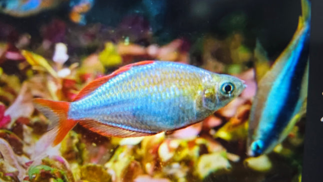 Neon dwarf rainbowfish 3cm
