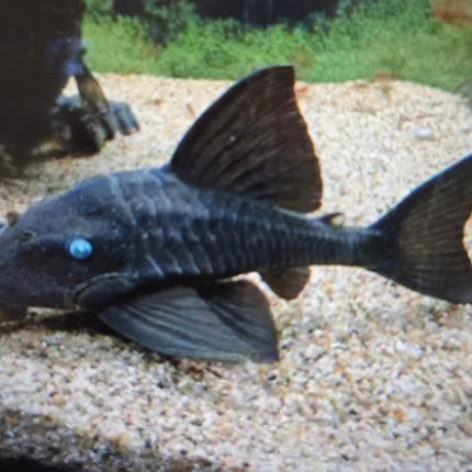 Blue eye pleco 20-25cm