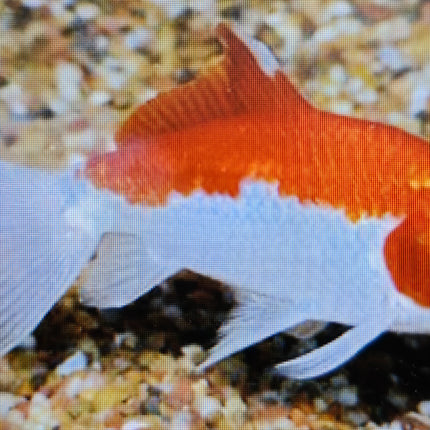 Hoe kim goldfish 7-8cm