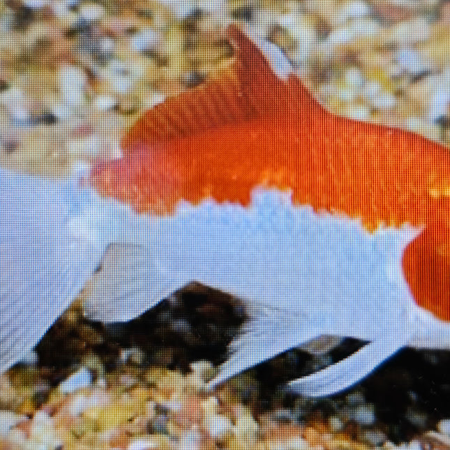 Hoe kim goldfish 7-8cm