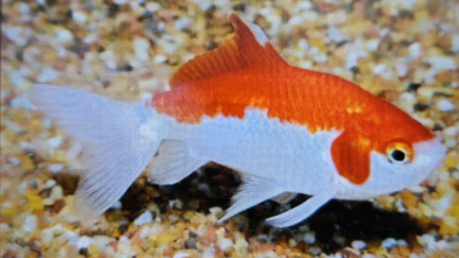 Hoe kim goldfish 7-8cm