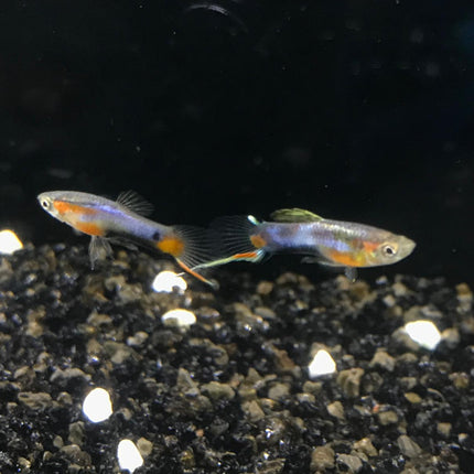 Blue red star endler guppy male 1.5cm