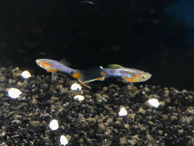 Blue red star endler guppy male 1.5cm