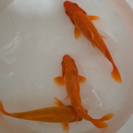 Red koi