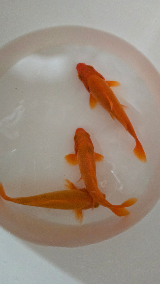 Red koi