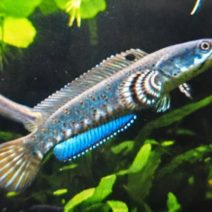 Channa pulchra 10-15cm