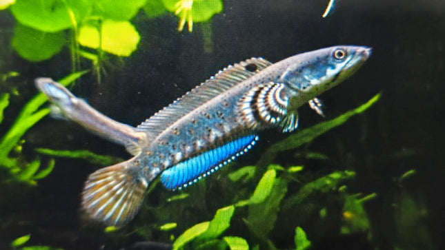 Channa pulchra 10-15cm