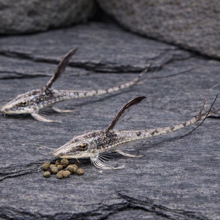Royal farlowella whiptails 4-5cm