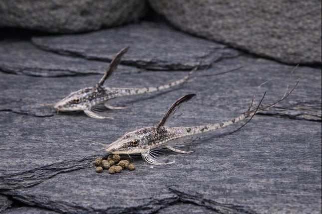 Royal farlowella whiptails 4-5cm