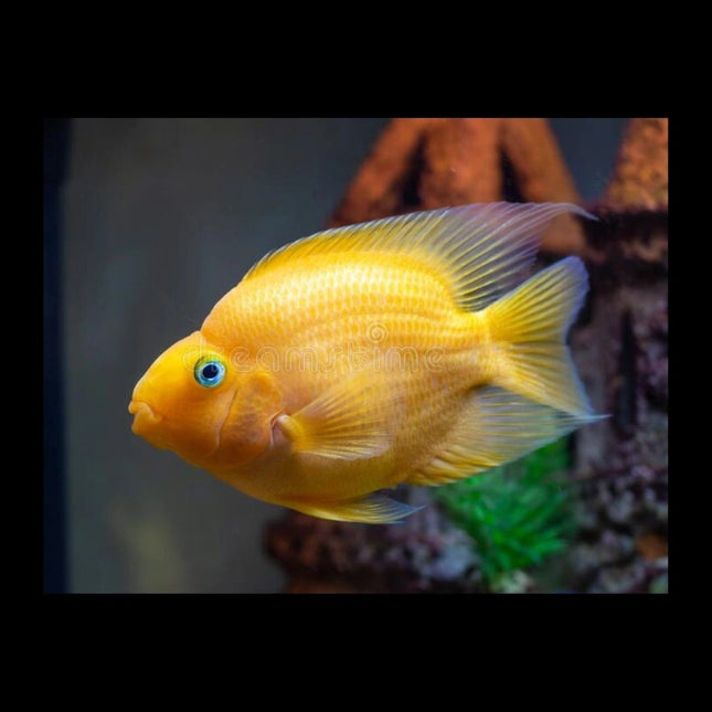Yellow parrot cichlid 6-7cm