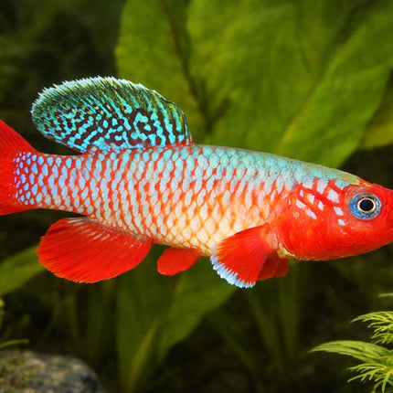 Nothobranchius rubripinnis 3-4cm