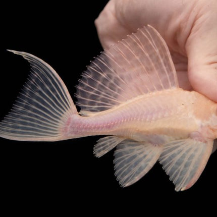 Pleco shortbody albino sailfin 10-12cm
