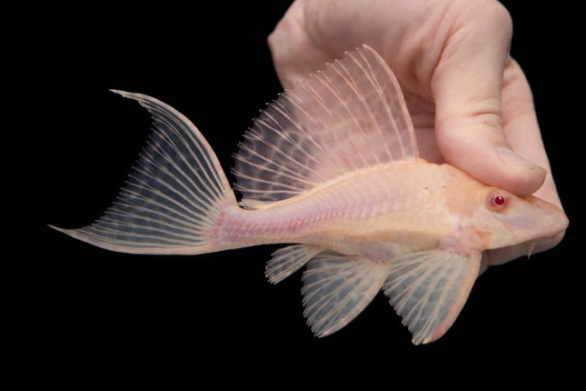 Pleco shortbody albino sailfin 10-12cm