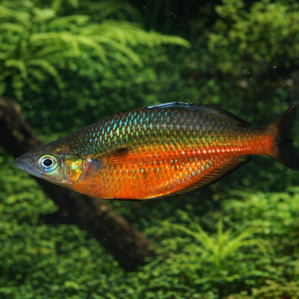 Setani rainbowfish 5-6cm