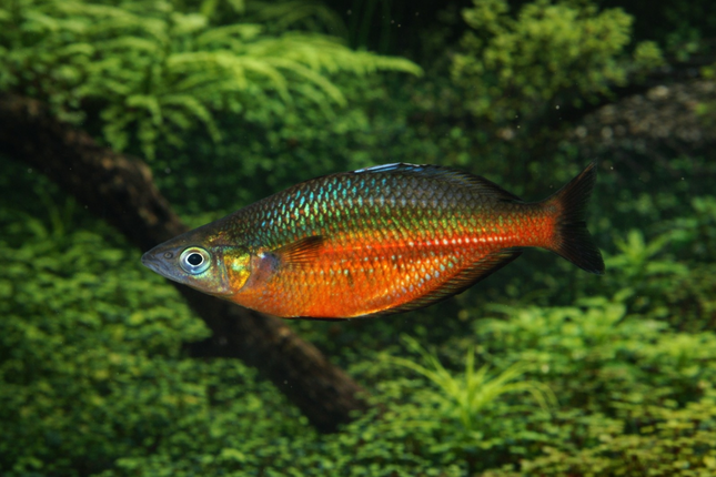 Setani rainbowfish 5-6cm