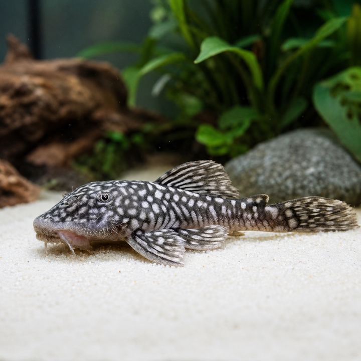 Buy Plecos | Aquarium, freshwater fish | FishList.com.sg – Fishlist by ...
