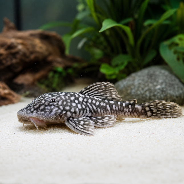 Pleco Pseudancistrus genisetiger 6-8cm