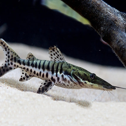 Tiger shovelnose catfish 6-7cm