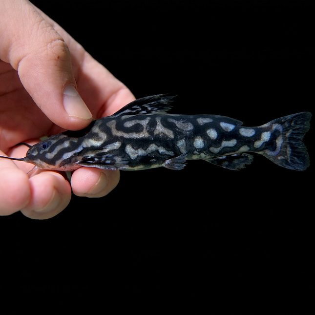 Wertheimeria Maculata (12-15cm)
