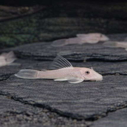Pleco L144 snow white 4cm