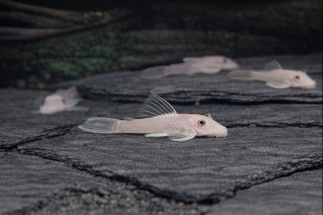 Pleco L144 snow white 4cm