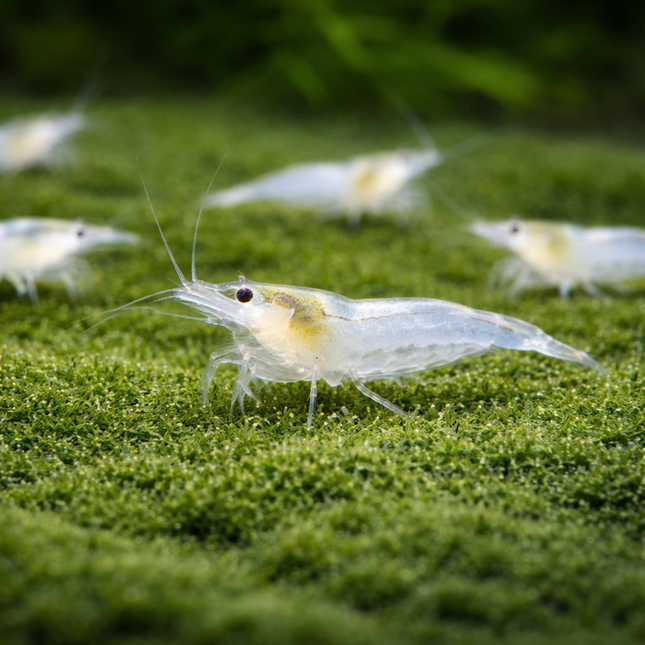 Snowball shrimp 1-1.5cm